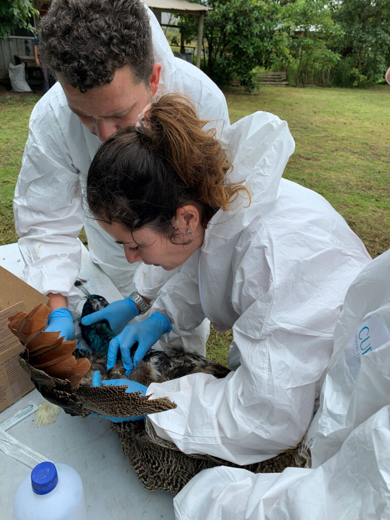 Académica de UDLA realiza investigación sobre virus influenza aviar y newcastle en aves silvestres y domésticas de Isla de Pascua