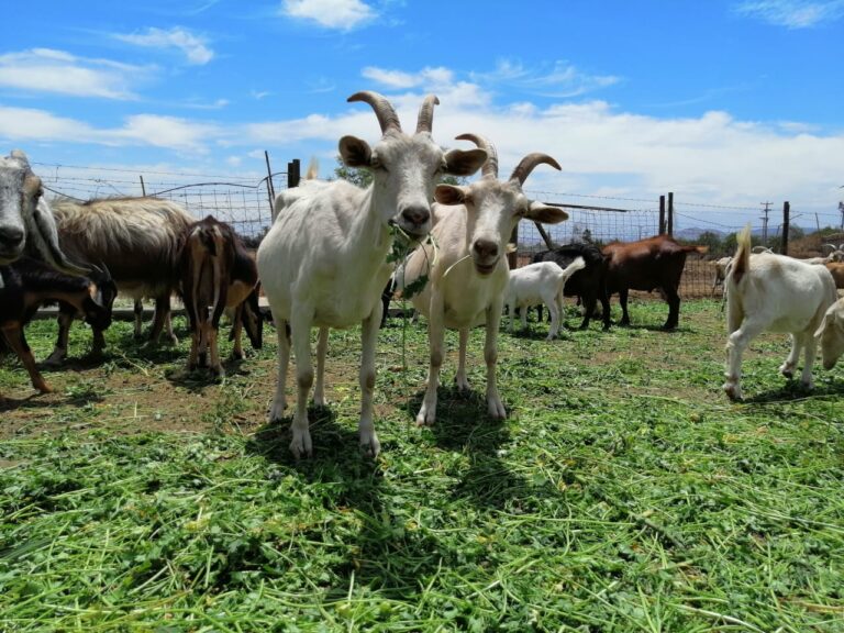 UDLA se adjudica proyecto de investigación de la Agencia Chilena para la Inocuidad y Calidad Alimentaria
