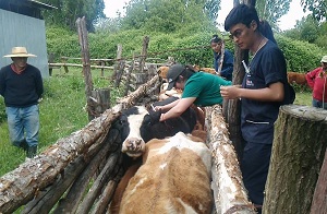 4 al 10 de noviembre. Gira Medicina Veterinaria 2018. Organiza: Facultad de Medicina Veterinaria y Agronomía