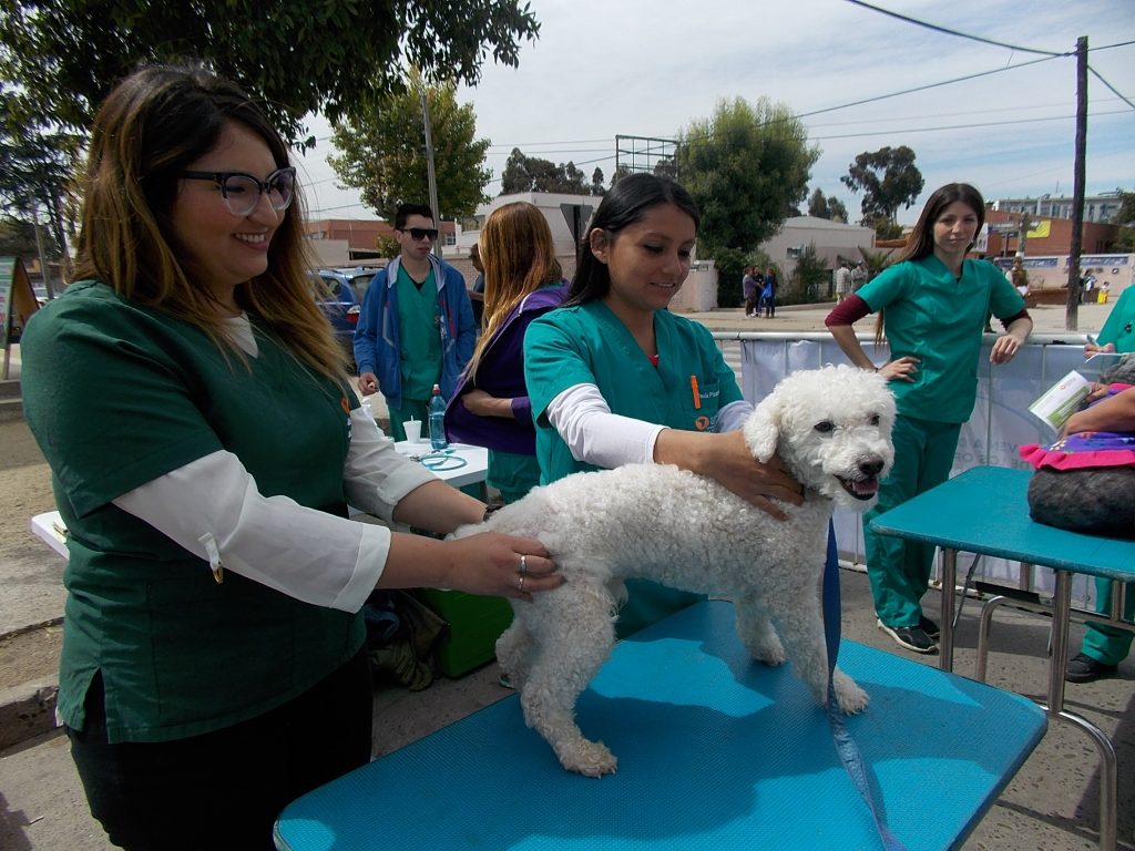 29 de noviembre. Programa de Operativos Ciudadanos: Operativo Veterinario en comuna de Lampa. Organiza: Facultad de Medicina Veterinaria y Agronomía