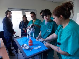 Exitosa jornada de instalación de microchips a mascotas de funcionarios y alumnos de Sede Viña del Mar