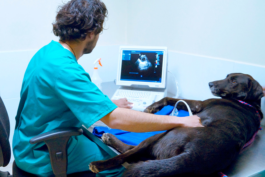 7 de noviembre. Charla: «Bioética animal». Organiza: Carrera de Medicina Veterinaria, Sede Concepción