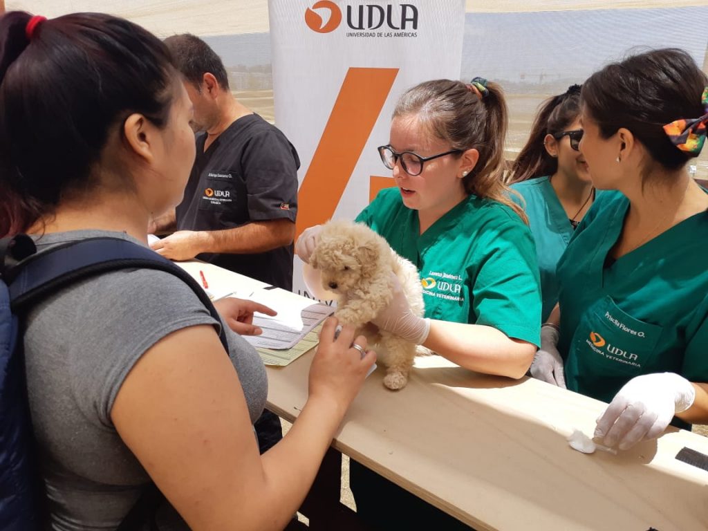 Estudiantes de Medicina Veterinaria fueron parte de PetPelusa Viña 2019