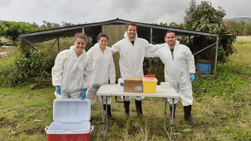 Académica de UDLA realiza investigación sobre virus influenza aviar y newcastle en aves silvestres y domésticas de Isla de Pascua