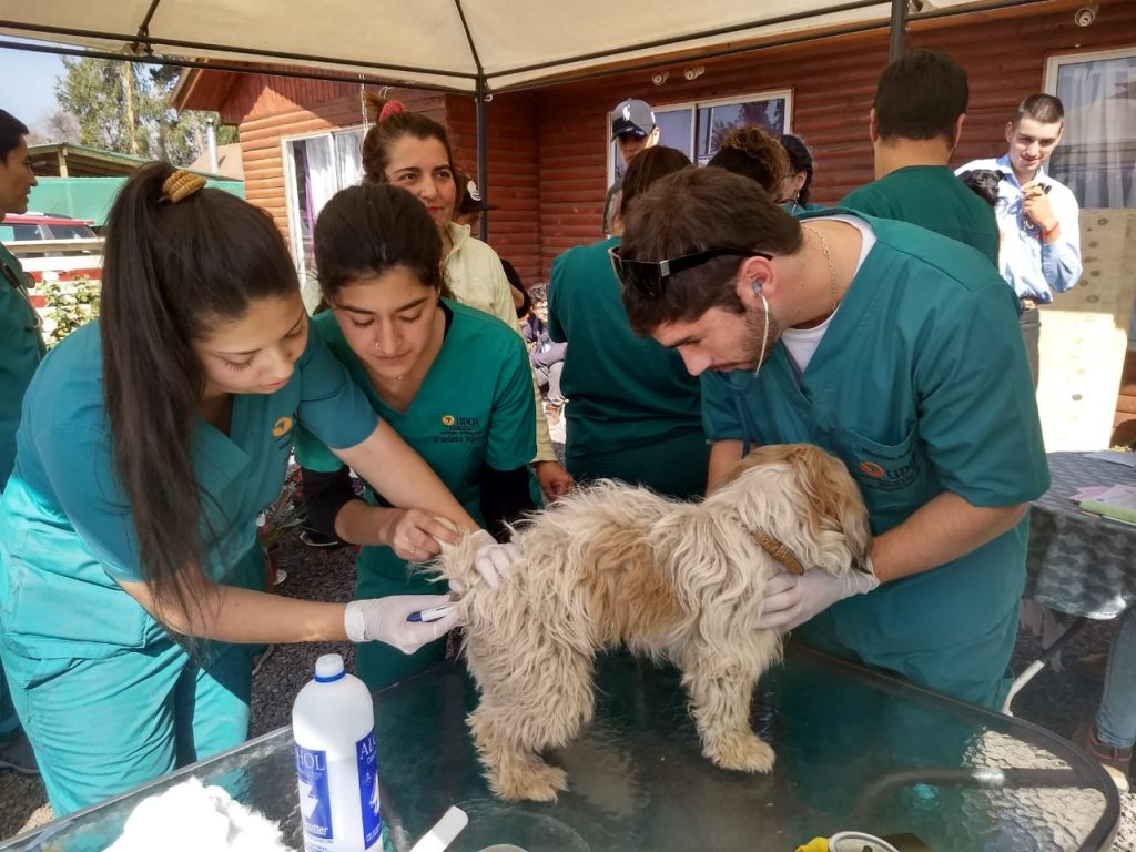 Escuela de Medicina Veterinaria realiza 14.279 atenciones durante 2019